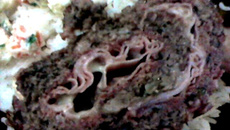 Rocambole de carne simples