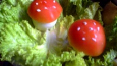 Ovos recheados com atum