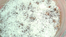 Brigadeiro com bolacha