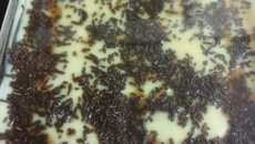 Pavê de bolacha maria