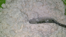 Massa de tapioca de polvilho doce