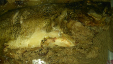 Tucunaré á pantaneira