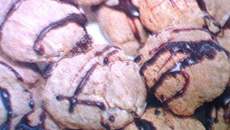 Biscoito de aveia e passas