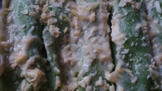 Panqueca de espinafre com frango ao molho quatro queijos