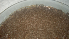 Pavê fácil de chocolate