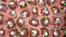 Beijinho banhado com chocolate