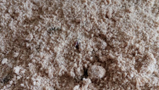 Cuca de uva com creme