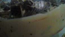 Pavê bis de morango