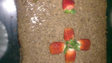 Torta de chocolate com chantilly