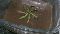 Mousse de manga com brigadeiro