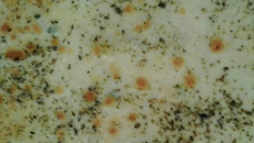 Torta de Pão de Forma