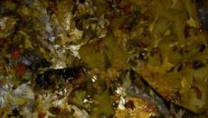 Tainha e bagre assado