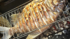 Pacu Assado na Brasa