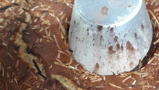 Bolo integral super macio de pera com coco