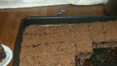 Brownie de chocolate em pó