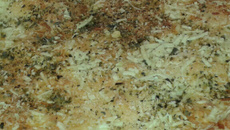 Cachorro quente de liquidificador