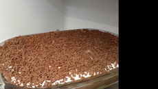 Pavê de chocolate com biscoito de maizena