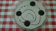 Mousse de Oreo (Bolacha)