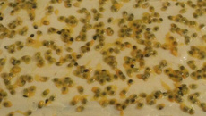 Bolo com gelatina de maracujá