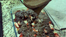 Bombom aberto de morango