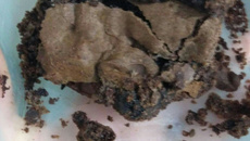 Brownie sem glúten e sem lactose