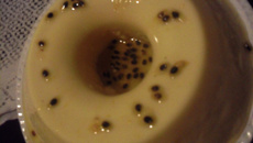 Pudim de maracujá rapidinho