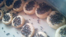 Biscoitinhos de trigo