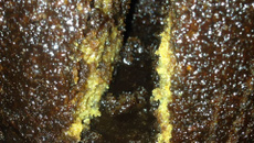 Bolo de coco com calda sequinha sem ovos