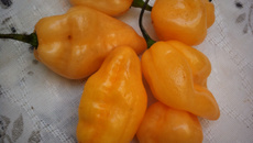 Molho de pimenta arriba saia