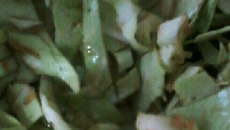 Salada de repolho com gengibre