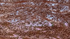 Bolo integral de chocolate