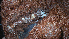 Bolo de prestígio super fofinho