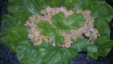 Salada de alface com frango em cubos