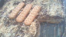 Pave de limão com chocolate