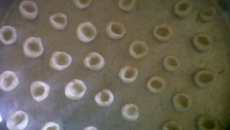 Delicinha de goiabada