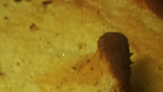 Bolo de fubá (tipo queijadinha)