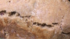 Pão de Pinhão de Campos do Jordão