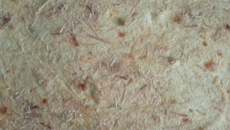 Bolo de batata com queijo