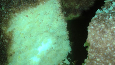 Bolo de milho mineiríssimo