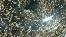 Bolo macio de chocolate