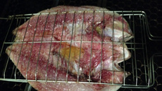 Tainha espalmada no forno