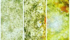 Parmegiana ao molho de tomate com bacon