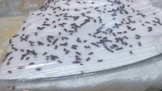 Doce de coco da Marta