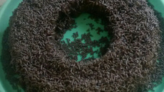 Brigadeirão de microondas