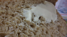 Delicioso pão integral light de mandioquinha para máquina de pão