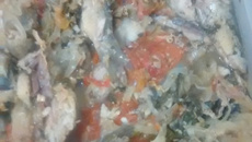 Escabeche de sardinha de pressão (super antepasto)