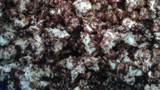 Pipoca de brigadeiro