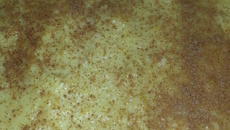 Bolo de fubá com calda de curau