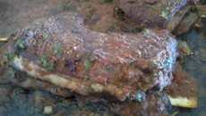 Costela bovina ao molho de vinho