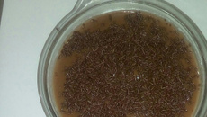 Brigadeiro caseiro